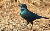 Choucador à oreillons bleus