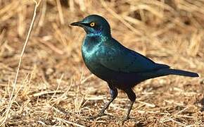 Choucador à oreillons bleus