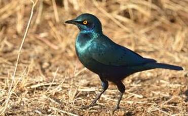 Choucador à oreillons bleus