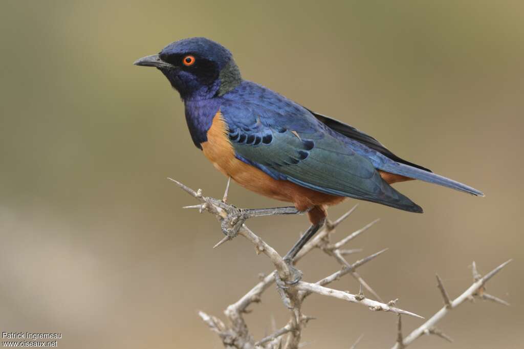 Hildebrandt's Starlingadult, identification