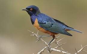 Hildebrandt's Starling