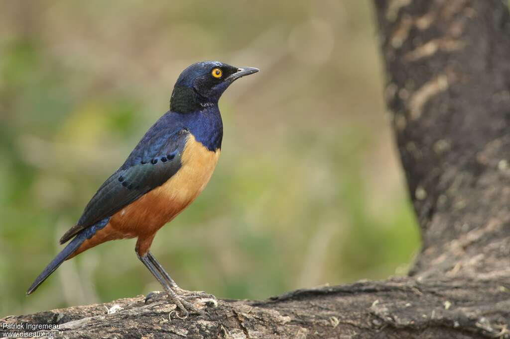 Choucador de Hildebrandtadulte, identification