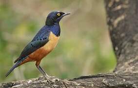 Hildebrandt's Starling