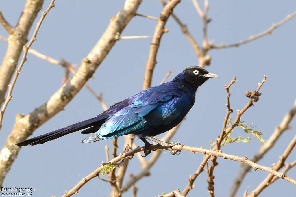 Rüppell's Starlingadult, identification