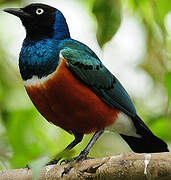 Superb Starling