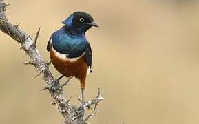 Superb Starling