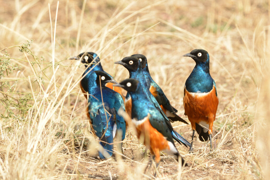 Superb Starling