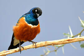 Superb Starling