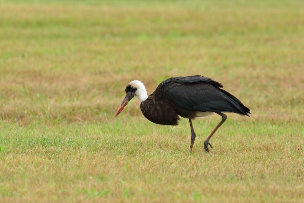 Cigogne à pattes noiressubadulte
