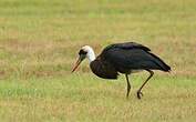 Cigogne à pattes noires