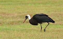 Cigogne à pattes noires