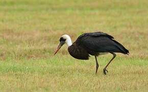 Cigogne à pattes noires