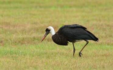 Cigogne à pattes noires