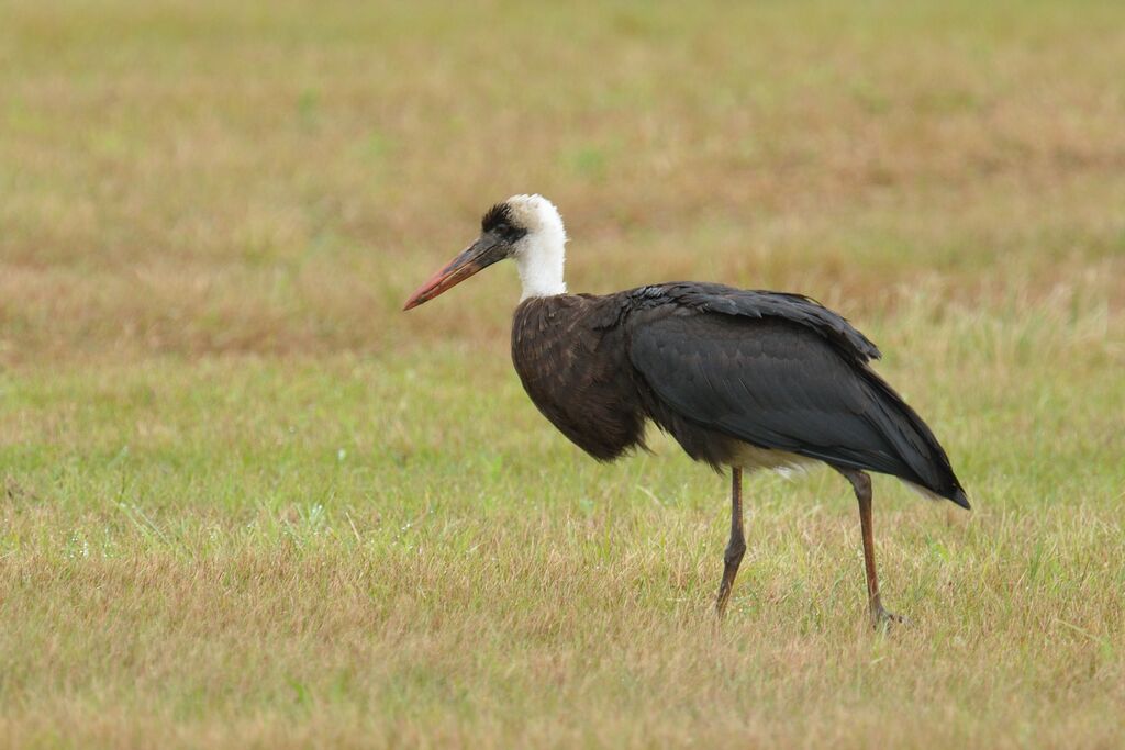 Cigogne à pattes noiressubadulte