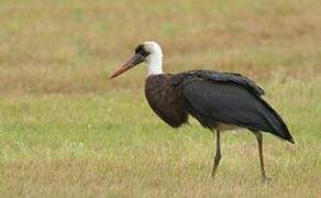 Cigogne à pattes noires