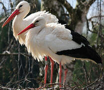 Cigogne blanche