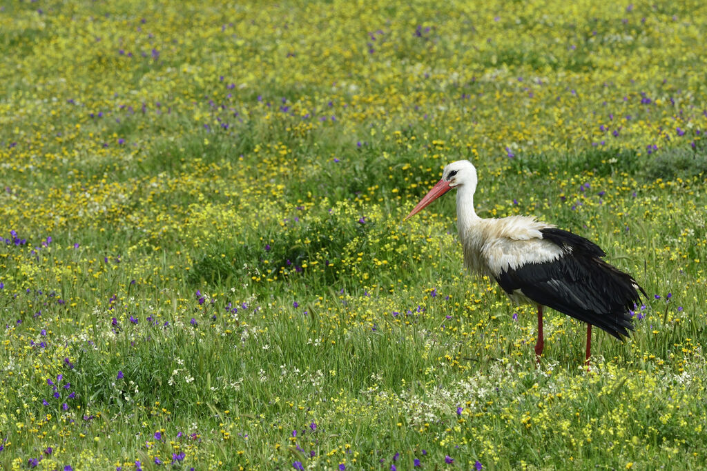 White Storkadult, walking