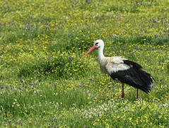 White Stork