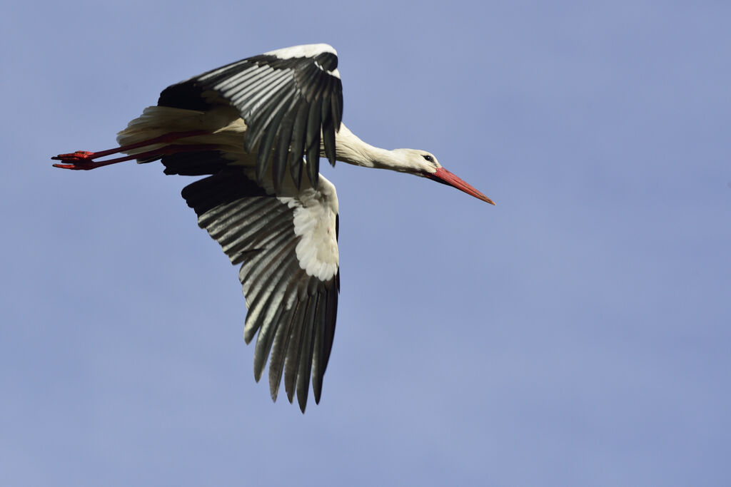 Cigogne blancheadulte, Vol