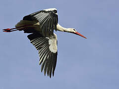 White Stork