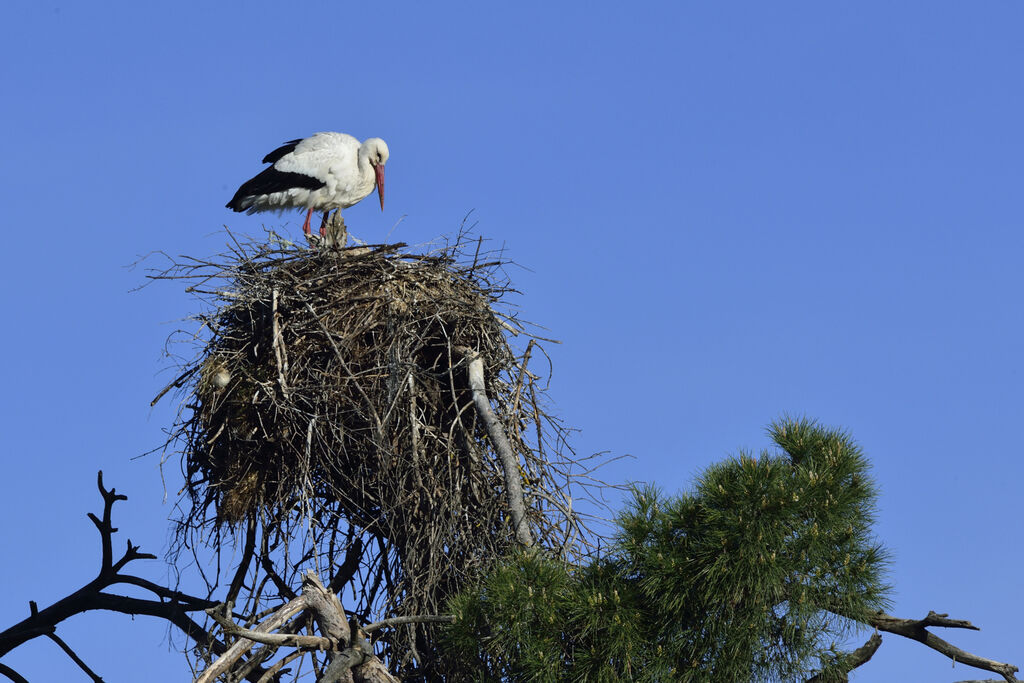 White Storkadult, Reproduction-nesting