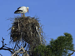 Cigogne blanche