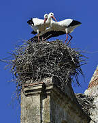 White Stork