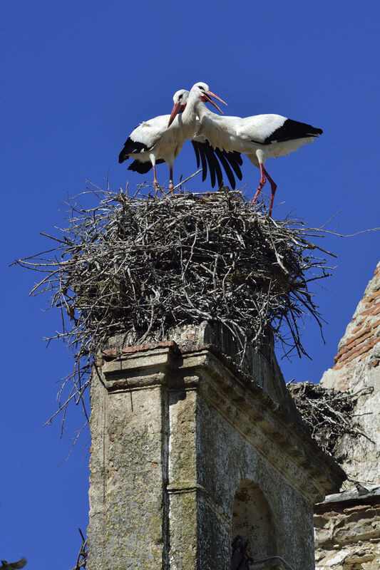 White Storkadult, Reproduction-nesting, Behaviour