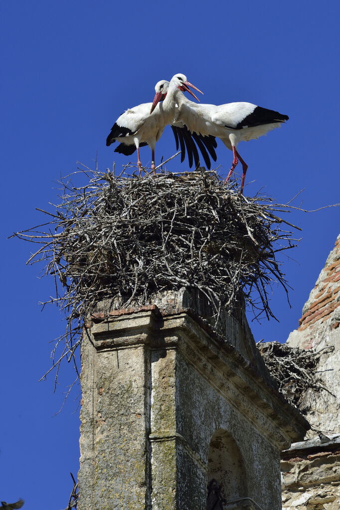 Cigogne blancheadulte, Nidification, Comportement