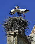 Cigogne blanche