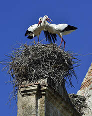 Cigogne blanche