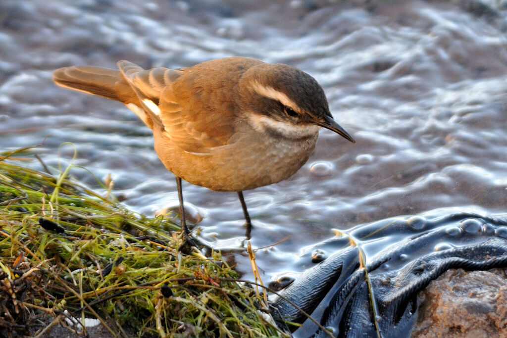 Cream-winged Cinclodesadult, identification