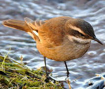 Cream-winged Cinclodes