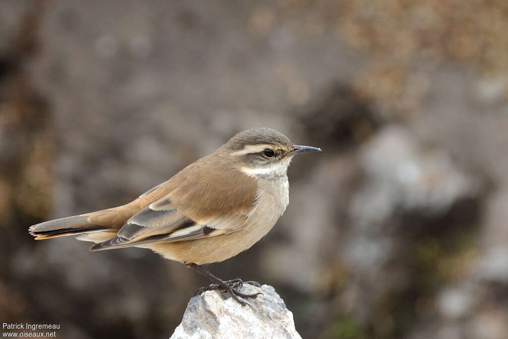 Buff-winged Cinclodesadult, identification