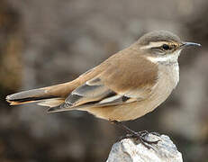 Buff-winged Cinclodes