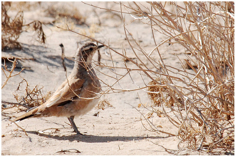 Cinnamon Quail-thrush