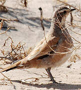 Cinnamon Quail-thrush