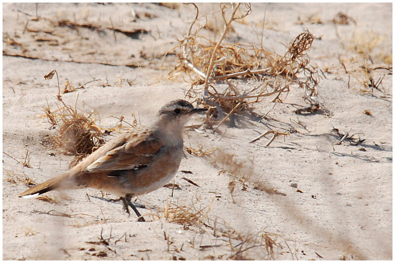 Cinnamon Quail-thrush