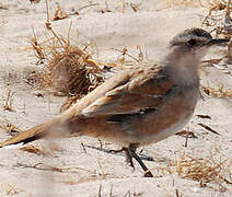 Cinnamon Quail-thrush