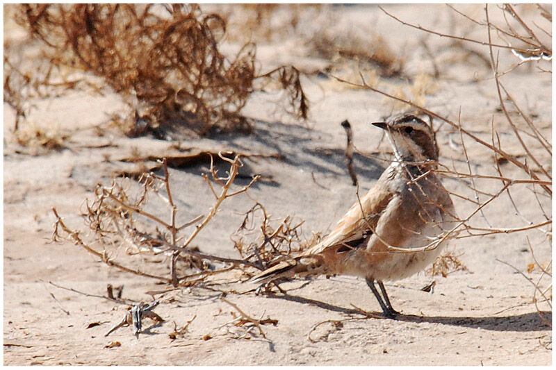 Cinnamon Quail-thrush male adult