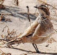 Cinnamon Quail-thrush