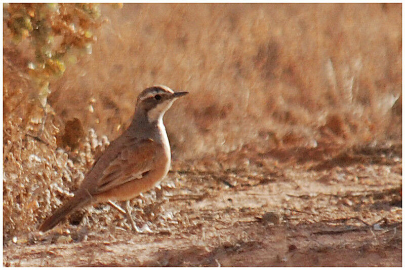 Cinnamon Quail-thrushadult