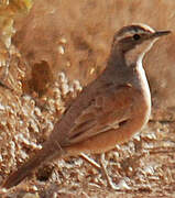 Cinnamon Quail-thrush