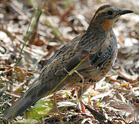 Spotted Quail-thrush