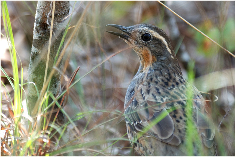 Spotted Quail-thrush female adult