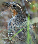 Spotted Quail-thrush