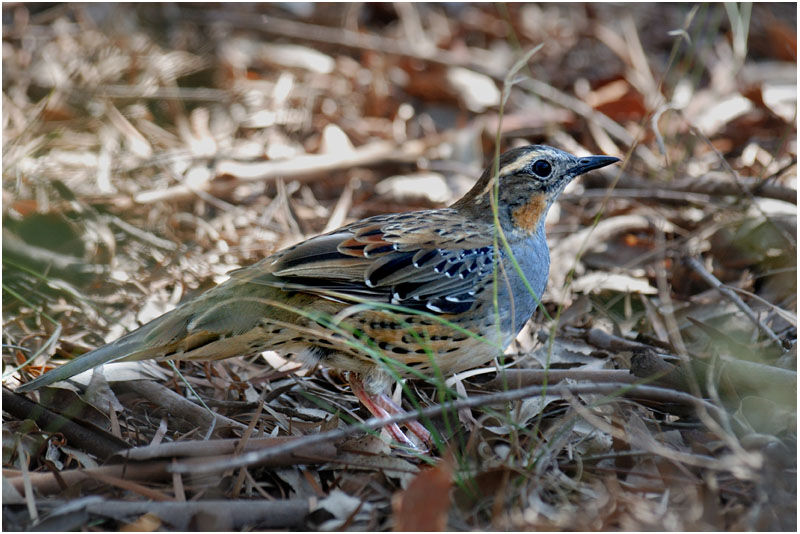 Spotted Quail-thrush female adult