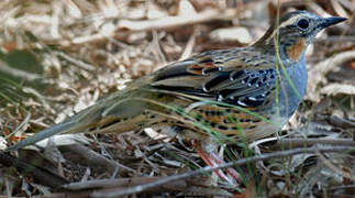 Spotted Quail-thrush