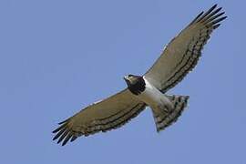 Black-chested Snake Eagle