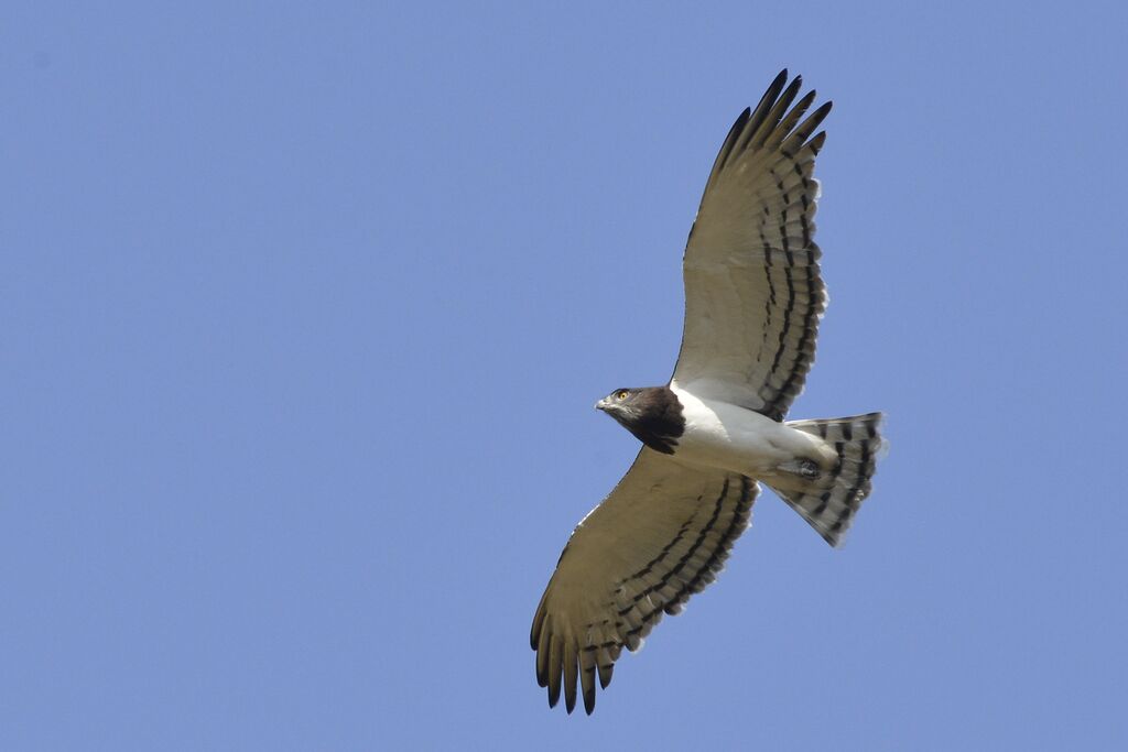 Black-chested Snake Eagleadult, Flight